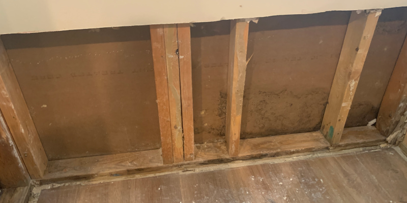 Mold Inspection in Cartersville, Georgia